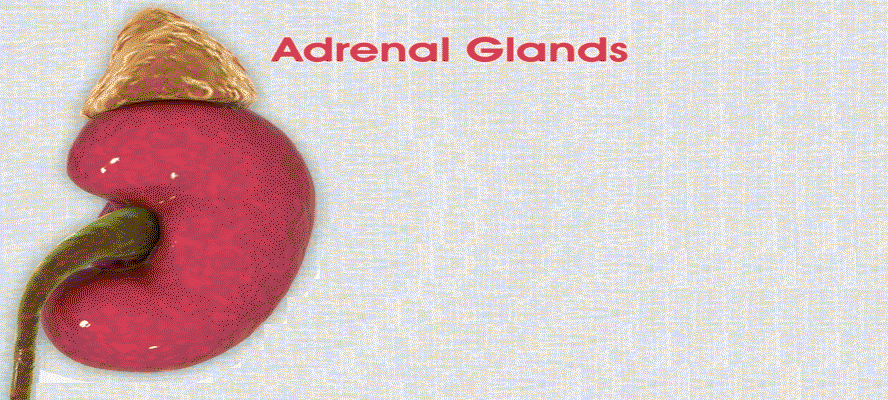 Adrenal Glands - Beyond Fight Or Flight