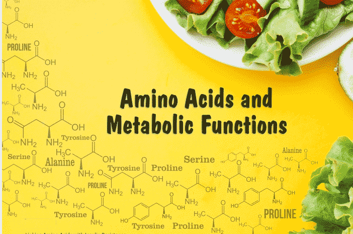 Amino Acids - the Building Blocks of the Body That Guides Metabolism