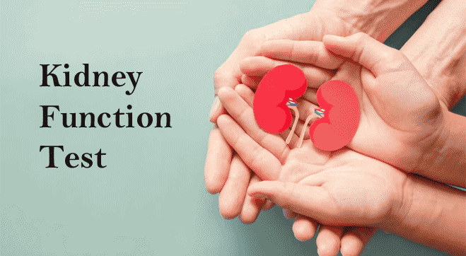 Kidney Function Test â€“ Purpose, Types, & More Explained