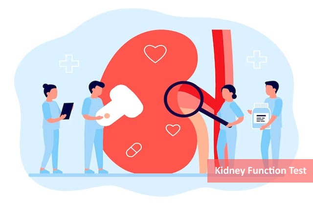 Kidney Function Test (RFT/KFT)