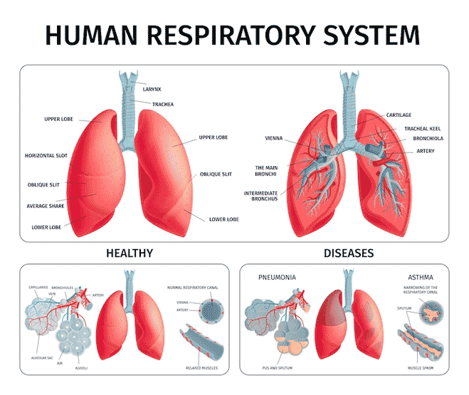 healthy lungs comparison healthy lungs comparison