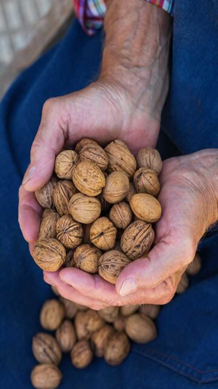 Unlocking Walnut Wonders