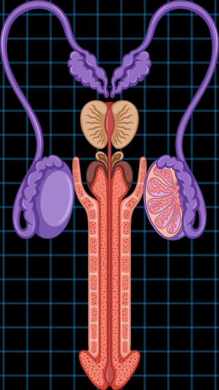 Guardian of Men's Health: The Prostate