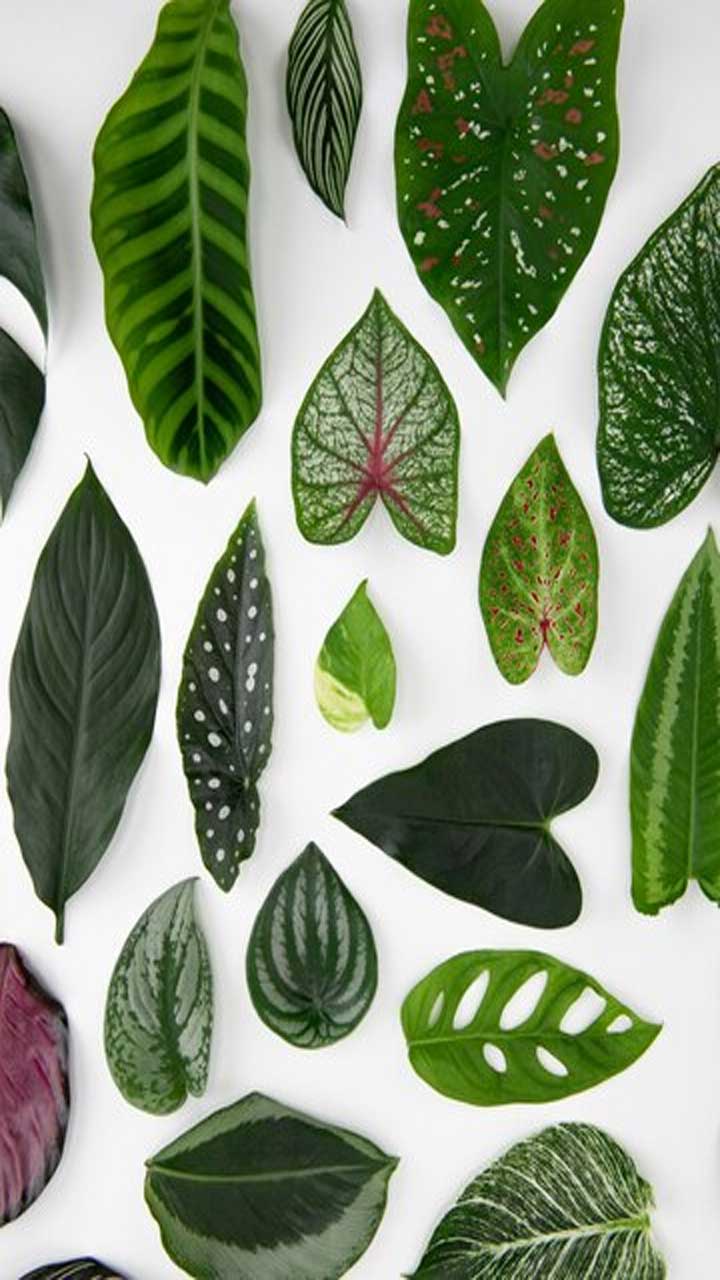 Nature's Pharmacy: Leaves and Diabetes