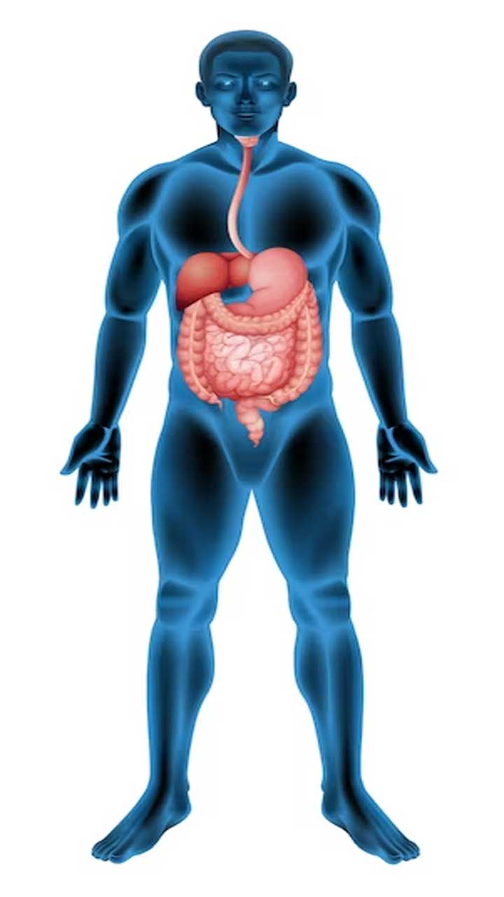 Leaky Gut Syndrome: Foods and Habits to Avoid for a Healthier Gut