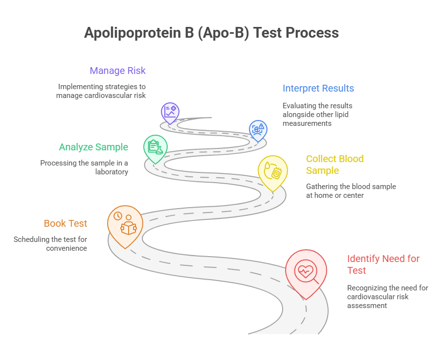 Apolipoprotein B (Apo-B) Test Process