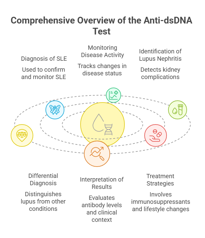 Comprehensive Overview of the Anti-dsDNA Test