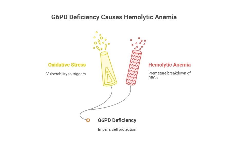 G6PD Deficiency Causes Hemolytic Anemia