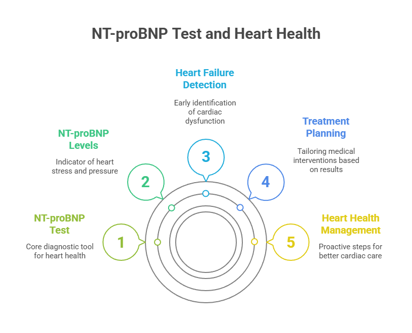 NT-proBNP Test and Heart Health