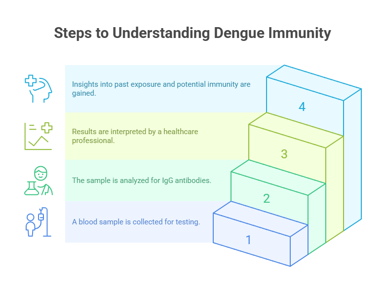 Steps to Understanding Dengue Immunity