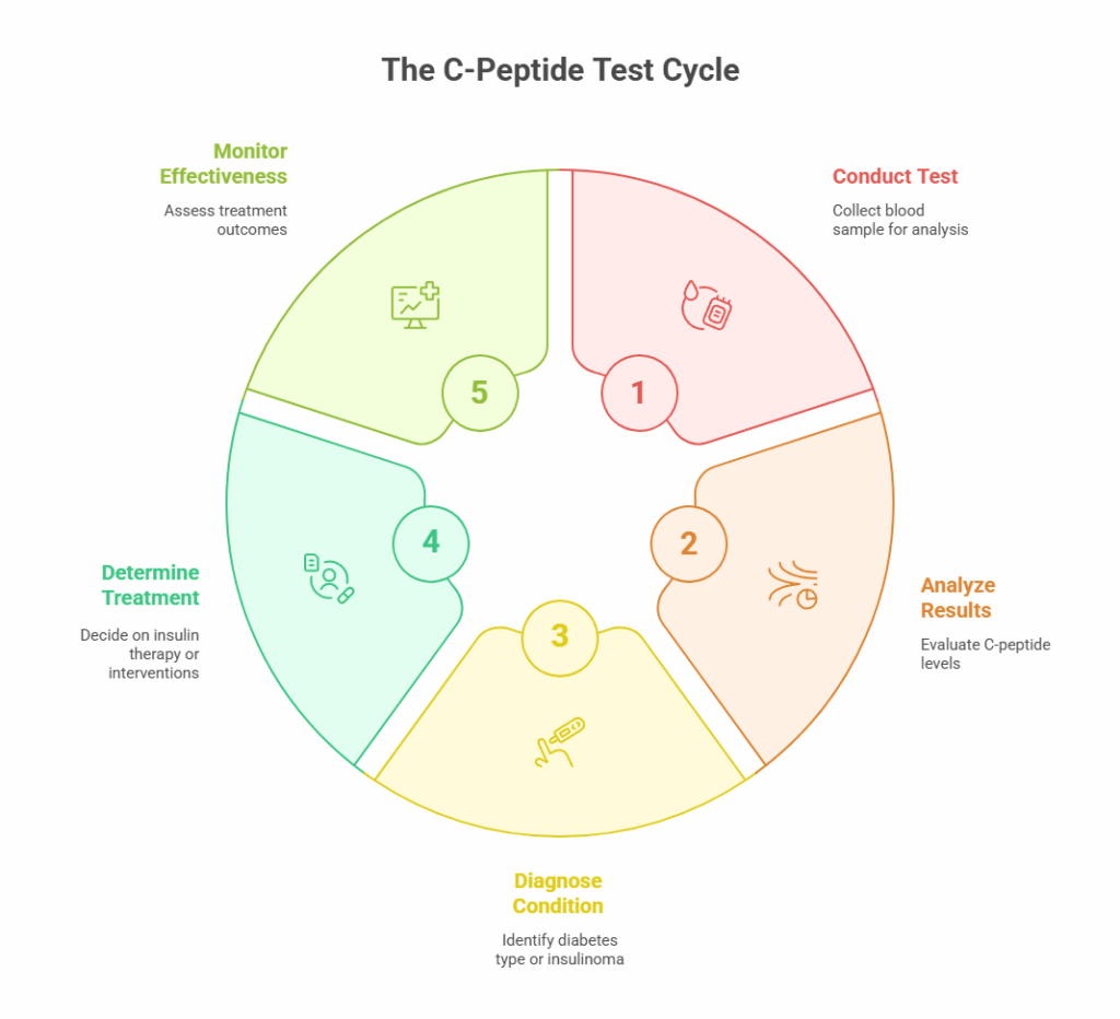 The C-Peptide Test Cycle