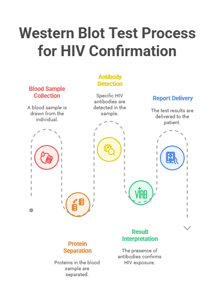 Western Blot Test Process for HIV Confirmation