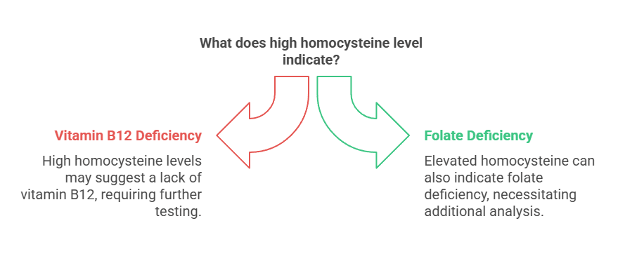 What does high homocysteine level indicate