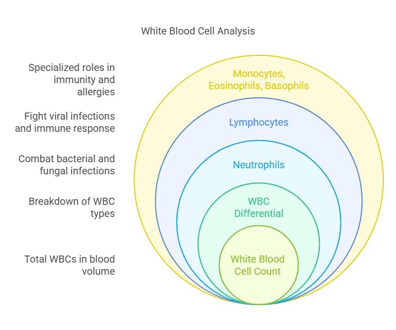 White Blood Cell Analysis