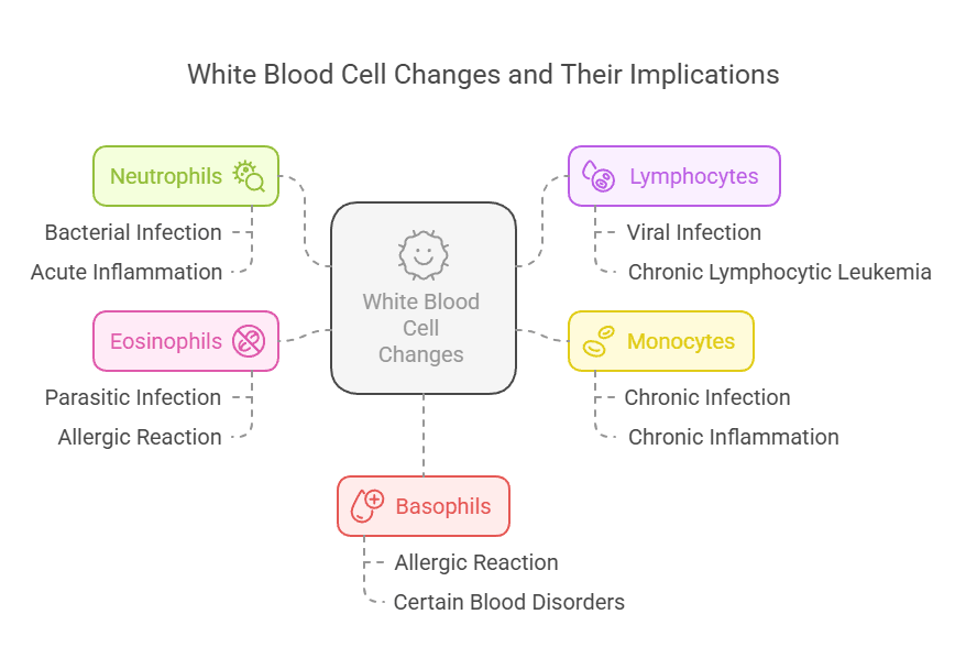 White Blood Cell Changes and Their Implications