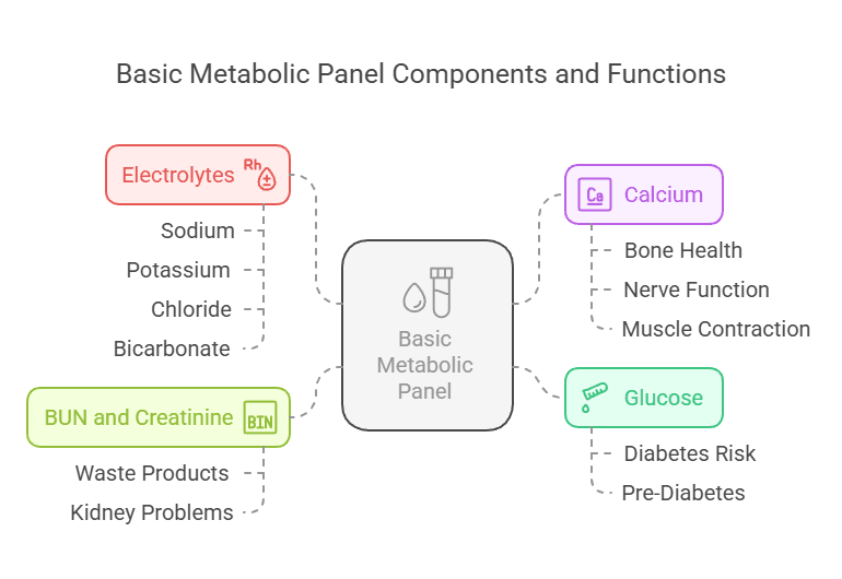 Basic Metabolic Panel Components and Functions