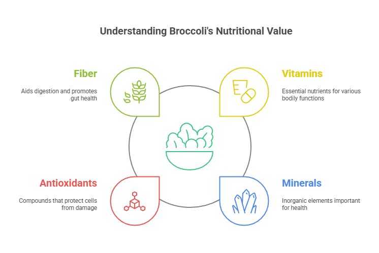 Broccoli – Benefits and Side Effects