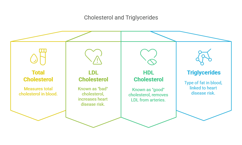 Cholesterol and Triglycerides
