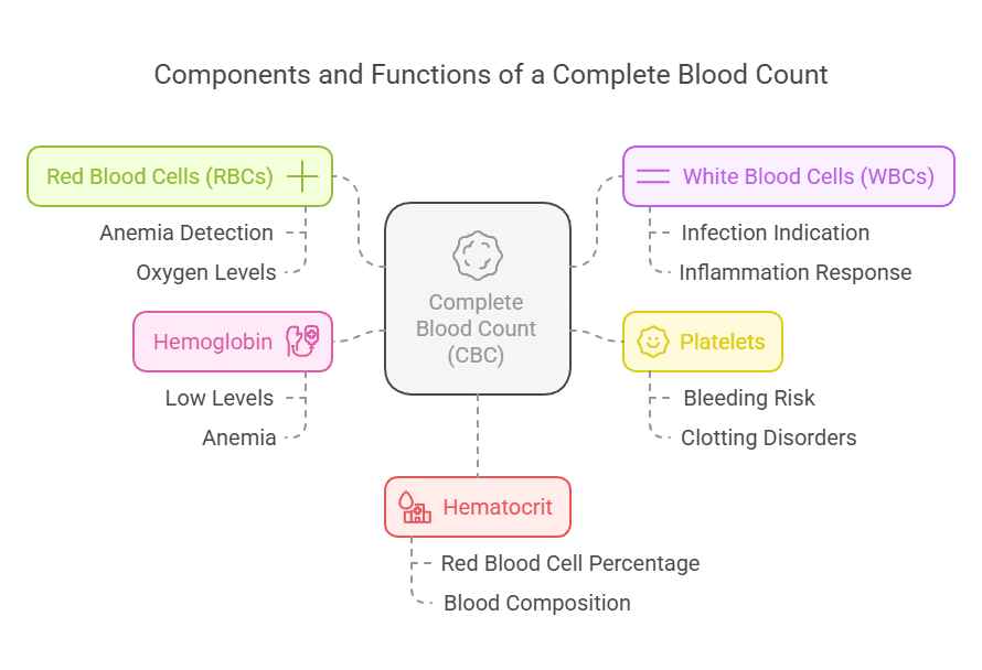 Components and Functions of a Complete Blood Count