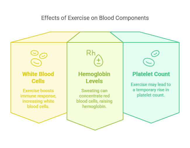 Effects of Exercise on Blood Components