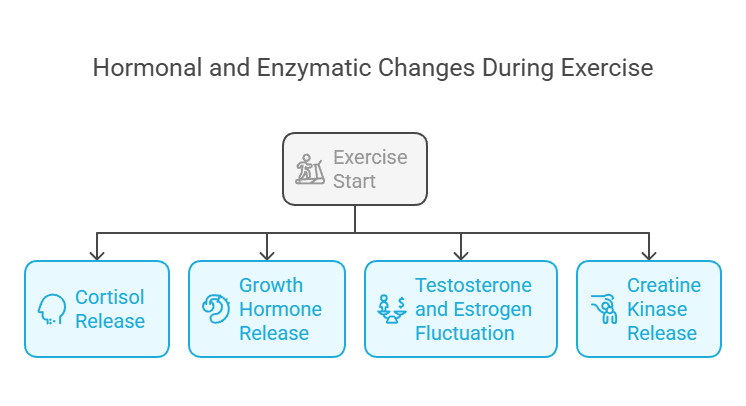 Hormonal and Enzymatic Changes During Exercise