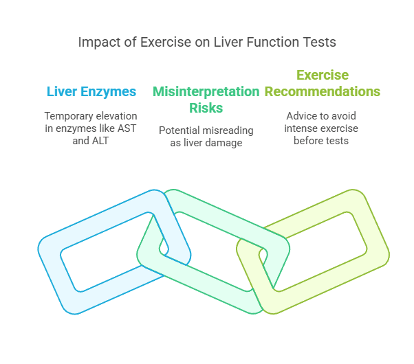 Impact of Exercise on Liver Function Tests