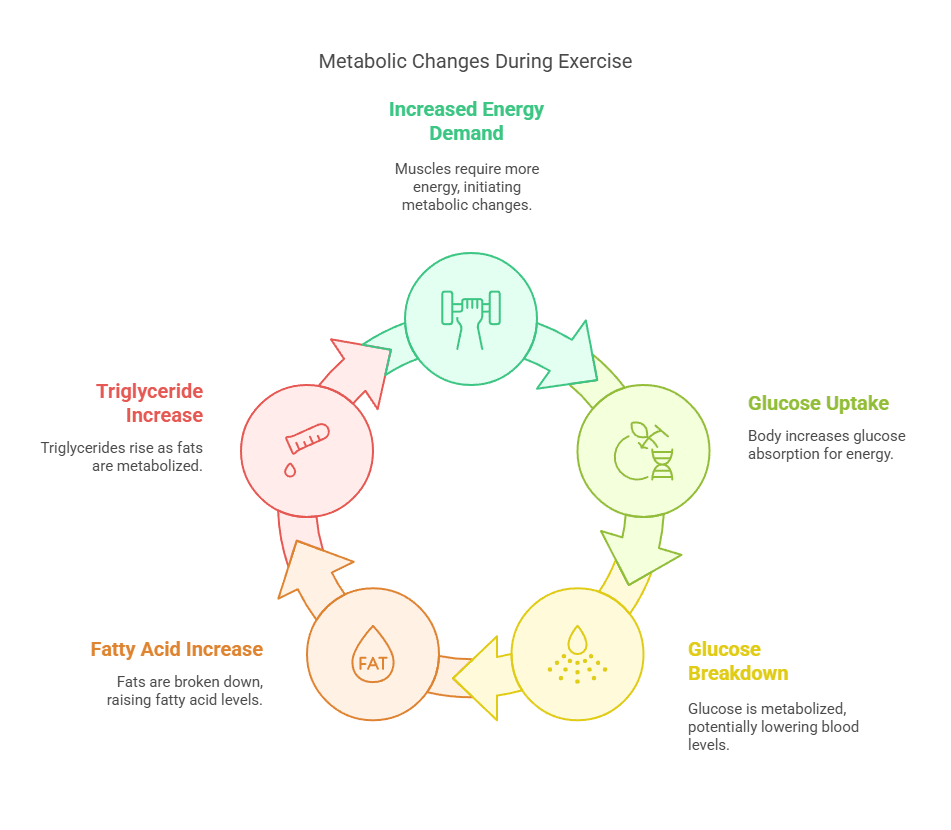 Metabolic Changes During Exercise