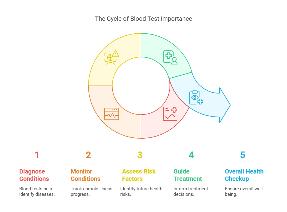 The Cycle of Blood Test Importance