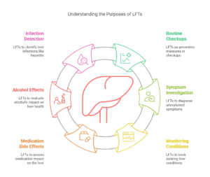 Understanding Liver Function Tests (LFTs) and Abnormal Results ...