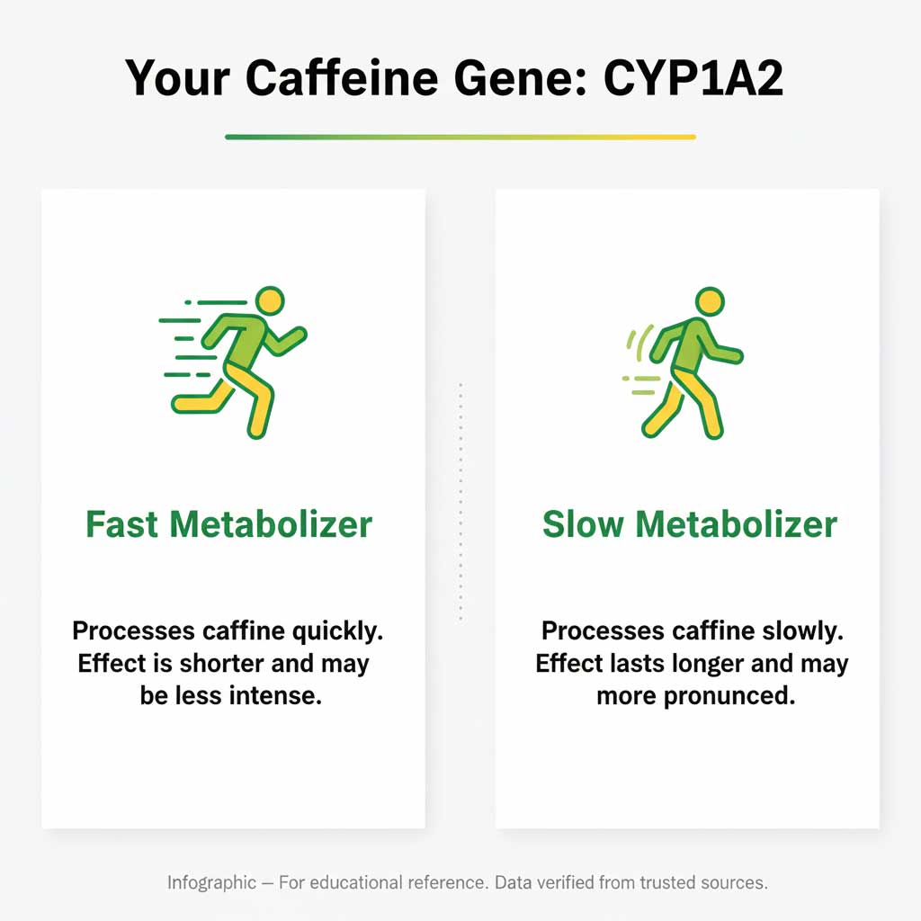 Are You a Fast or Slow Caffeine Metabolizer?