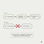 Can hCG start rising before implantation?