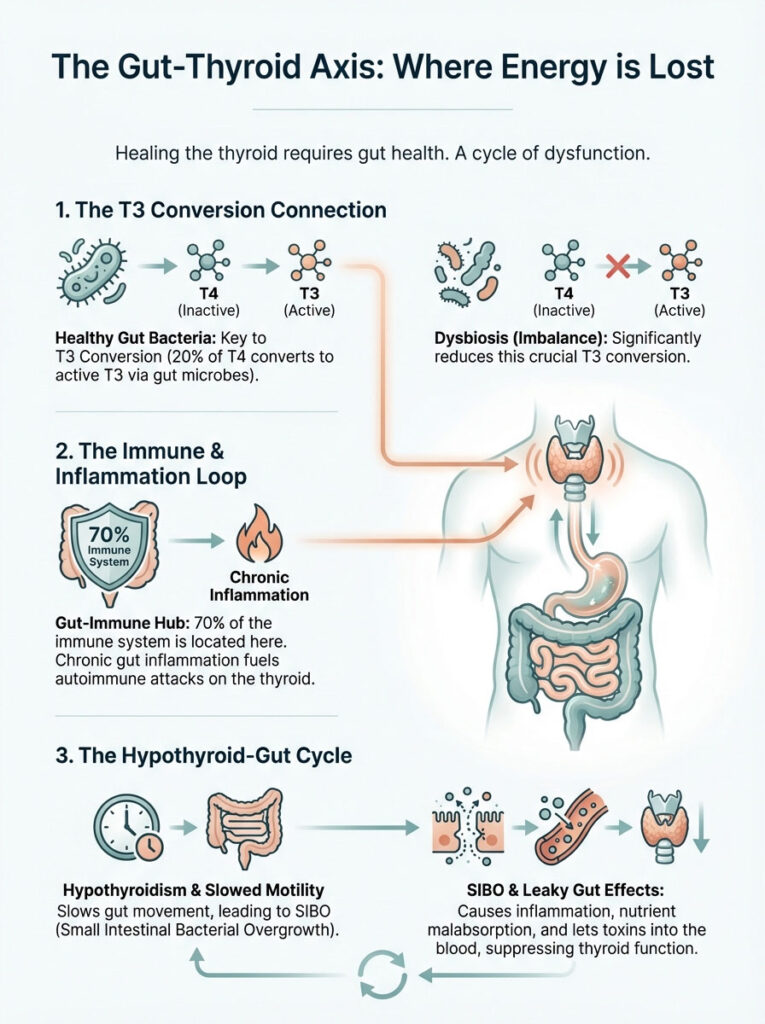 Infographic illustrating the Gut-Thyroid Axis, detailing T3 conversion, immune system role, and hypothyroid-gut cycle.