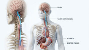 Anatomical illustration showing the brain, vagus nerve, stomach, and gastric plexus in a human body model.