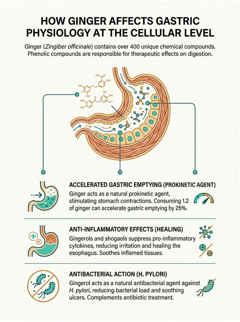 Infographic showing how ginger affects gastric physiology with chemical structures, stomach icons, and key benefits listed.