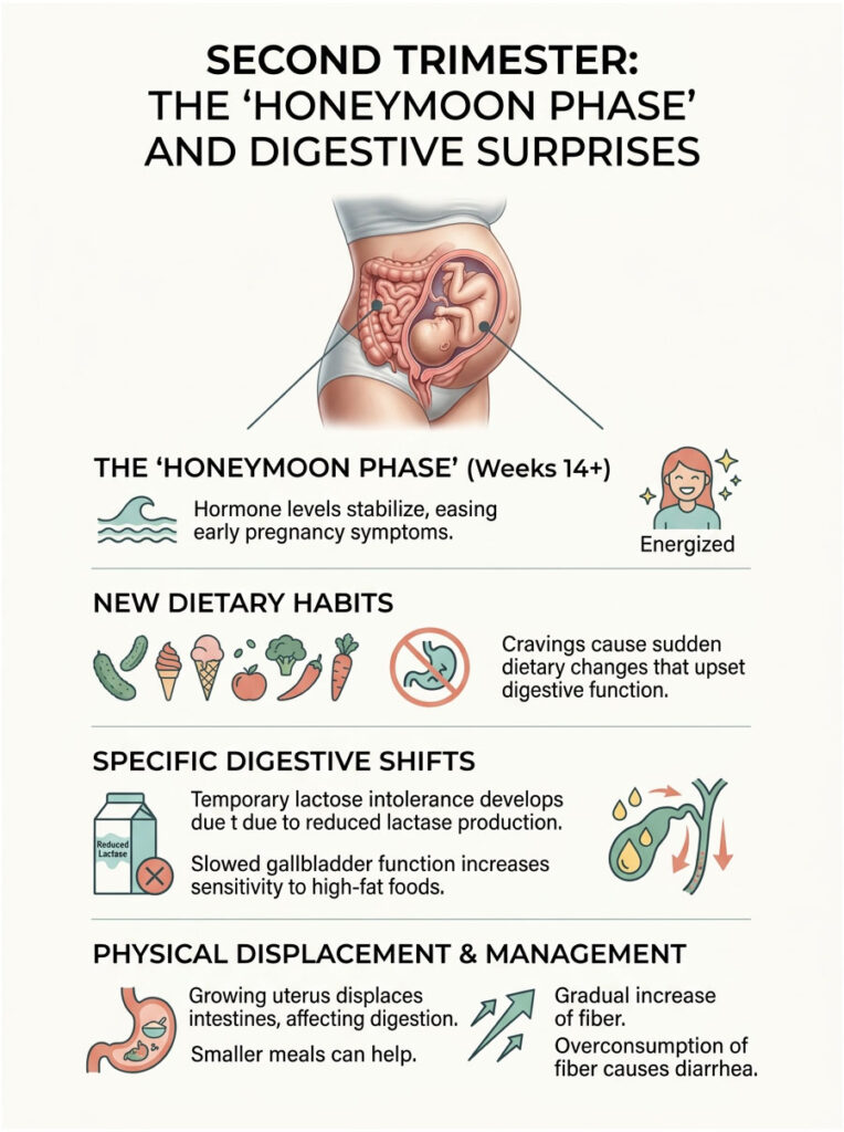 Infographic illustrating the second trimester's honeymoon phase and digestive changes during pregnancy.