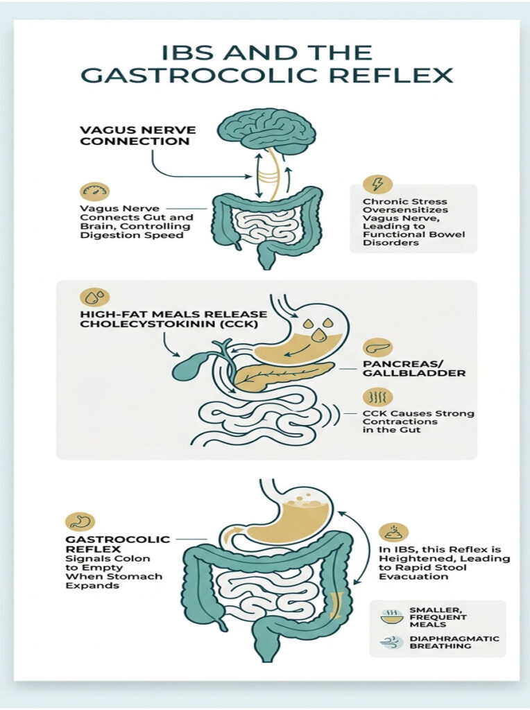 Infographic illustrating the connection between IBS and the gastrocolic reflex with labeled diagrams and text.