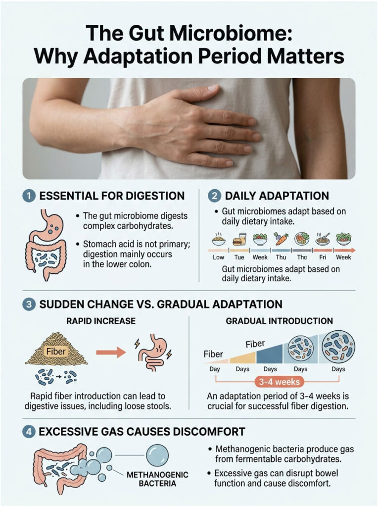 Infographic explaining the gut microbiome's adaptation period, featuring charts, icons, and key points on digestion and fiber.