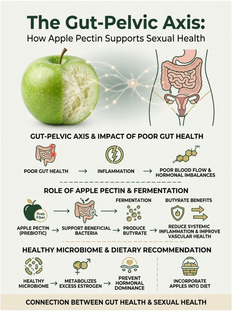 Infographic showing the gut-pelvic axis, apple pectin benefits, and dietary recommendations for sexual health.