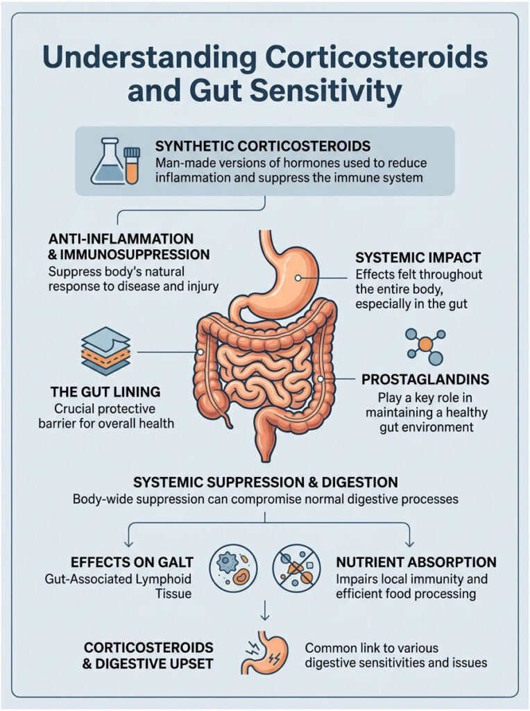 Infographic explaining corticosteroids, gut sensitivity, and their effects on digestion and immunity.