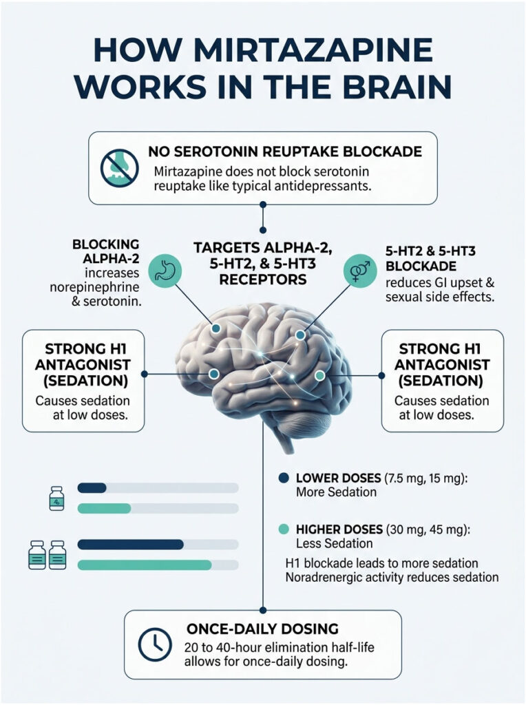 Infographic explaining how mirtazapine works in the brain, detailing receptor interactions and dosing effects.