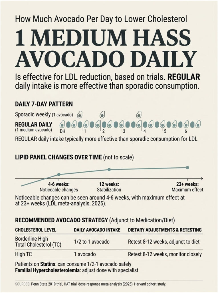 Infographic showing avocado intake effects on cholesterol, with charts and recommendations for daily consumption.