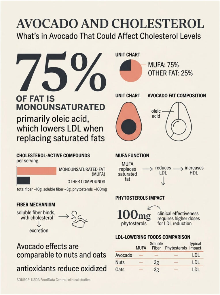 Infographic showing avocado's impact on cholesterol, detailing fat composition, MUFA benefits, and comparisons with nuts and oats.