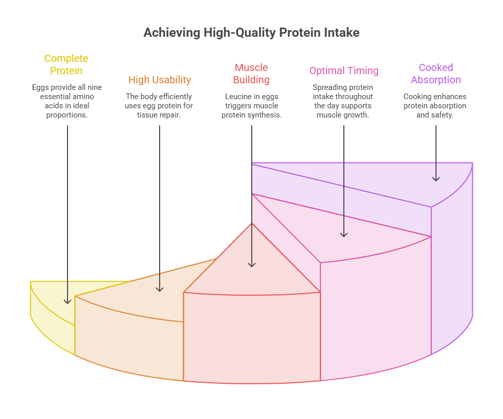 Infographic showing high-quality protein intake with sections on complete protein, usability, muscle building, timing, and absorption.