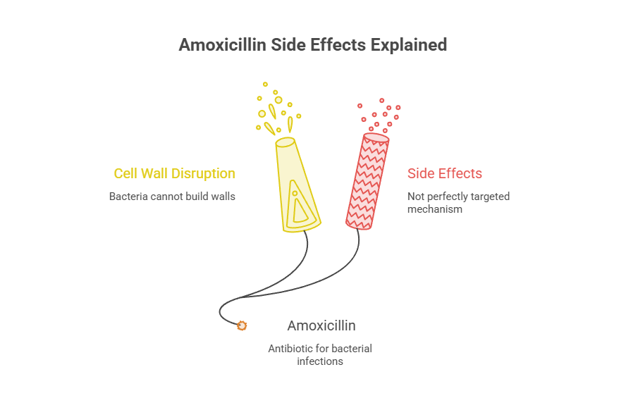 Infographic explaining Amoxicillin side effects with icons for cell wall disruption and side effects.