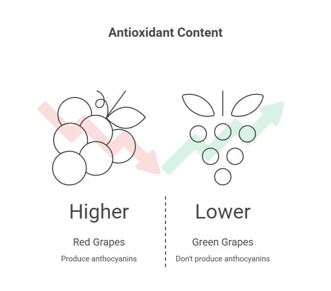 Infographic comparing antioxidant content in red grapes and green grapes, showing higher levels in red grapes.