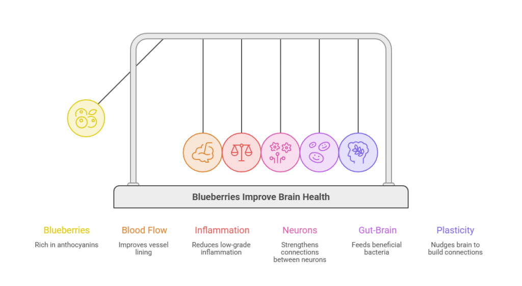 Infographic showing benefits of blueberries for brain health with icons and text for each benefit.