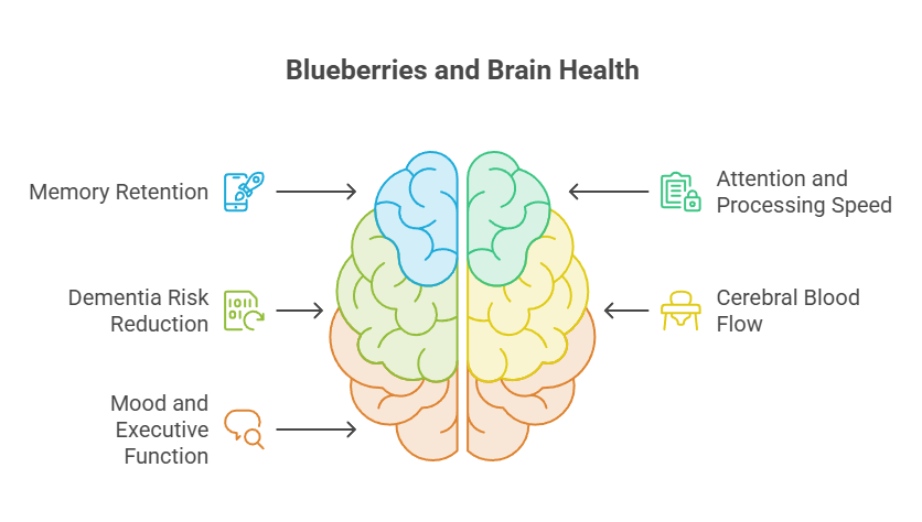 Infographic showing blueberries' benefits on brain health with a brain illustration and key points listed.