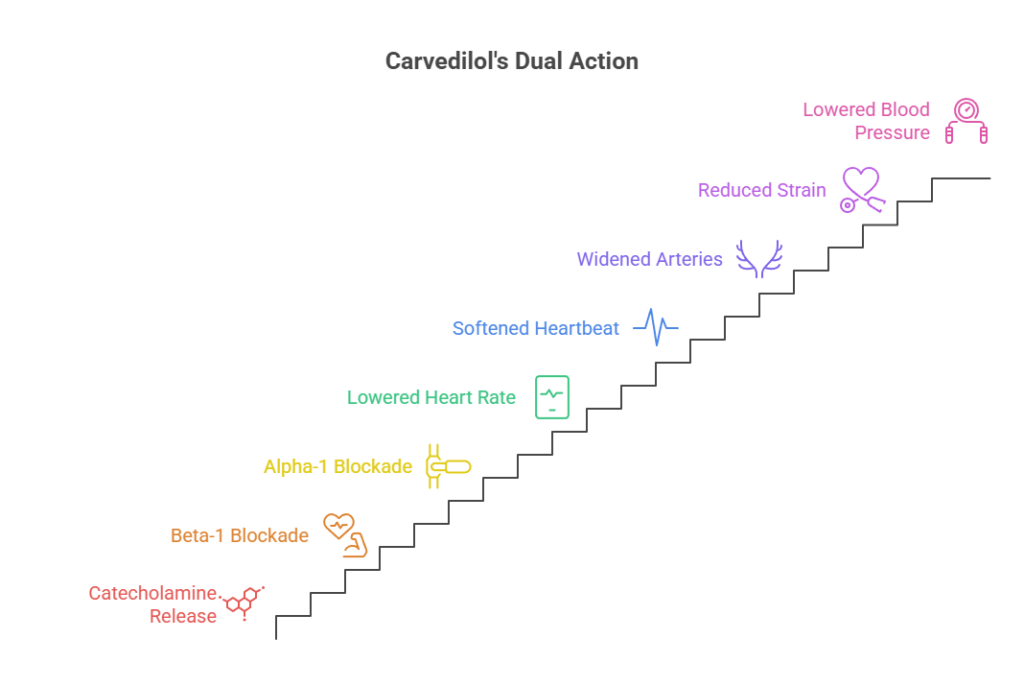 Infographic showing Carvedilol's dual action with steps illustrating effects like lowered blood pressure and softened heartbeat.