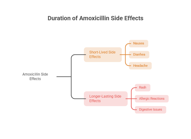 Flowchart detailing duration of Amoxicillin side effects with short-lived and longer-lasting effects listed.