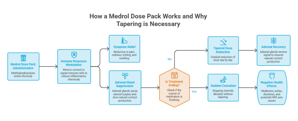 Infographic explaining Medrol Dose Pack administration, immune response modulation, and tapering necessity.